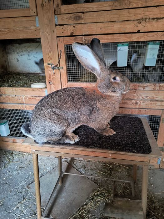 Olbrzym belgijski samica