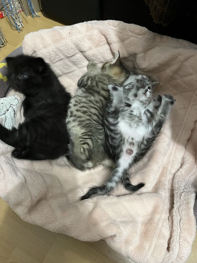 Котенята британці