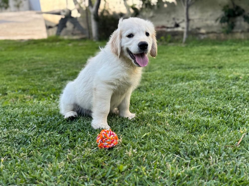 Golden Retriever com Lop e afixo