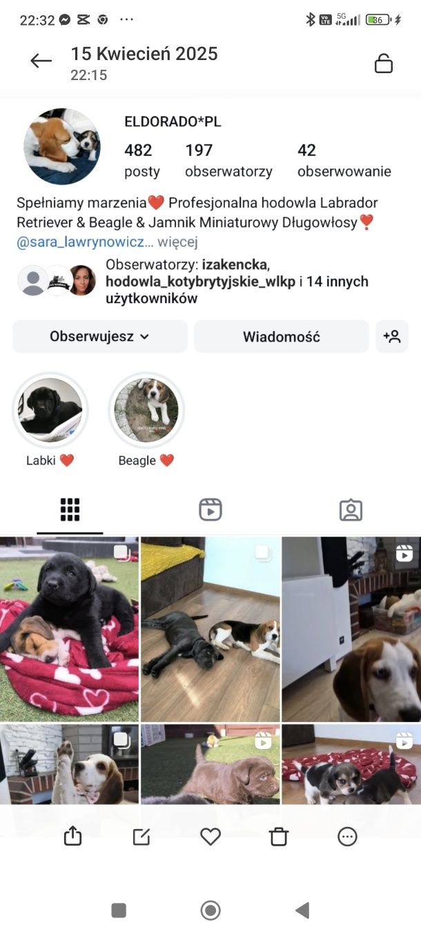 Labrador Retriever czarny Sid gotowy do odbioru