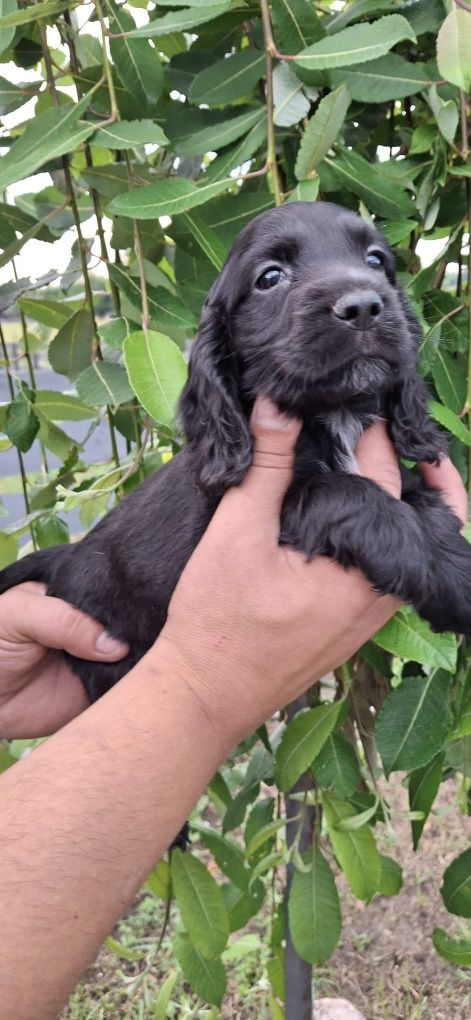 Cocker Spaniel Angielski piękny piesek