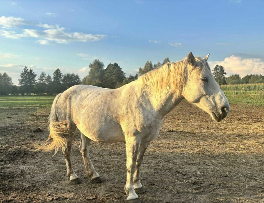 Szukamy domu dla Samby- adopcja bezpłatna
