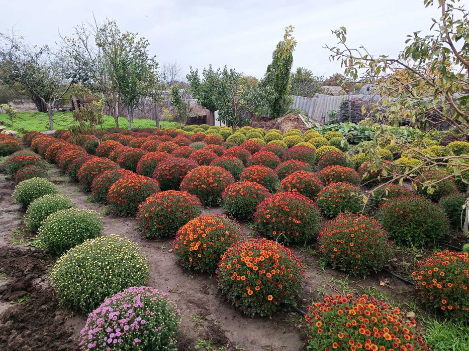 Хризантеми Мультифлора