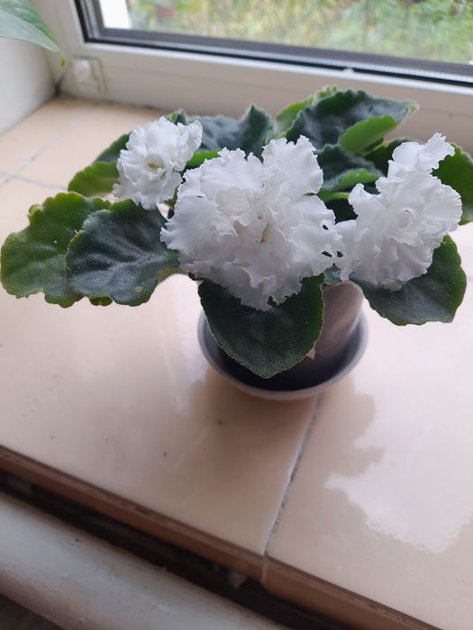 Цветы цветущие и очень красивые