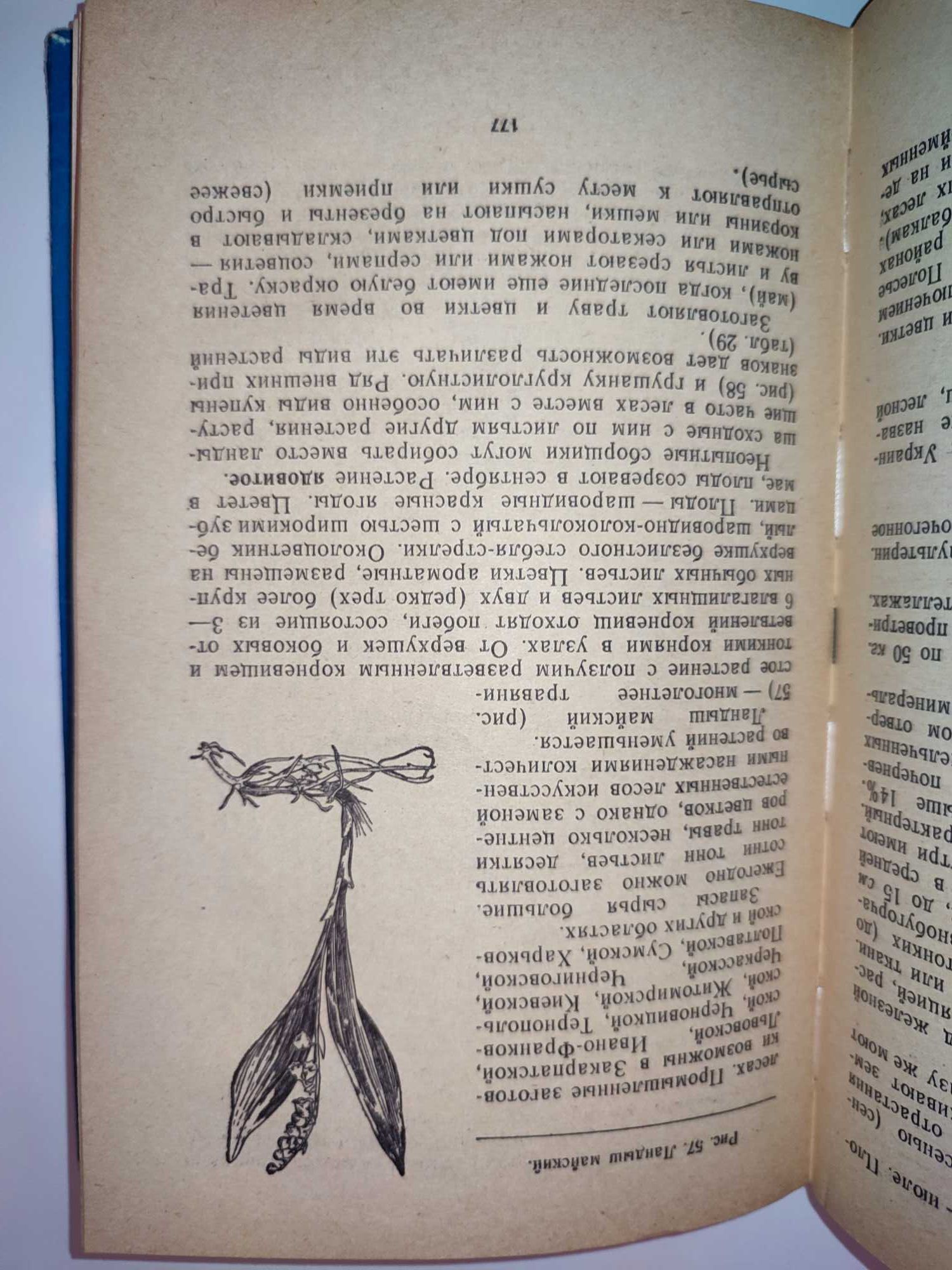 Лекарственные растения Украины Ивашин Справочник сборщика заготовителя