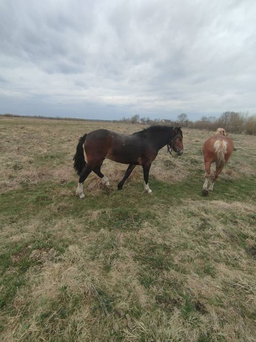 Доброго продам молодого жеребця
