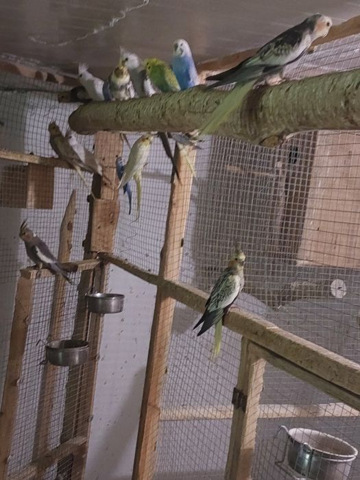 Papuga nimfa standard