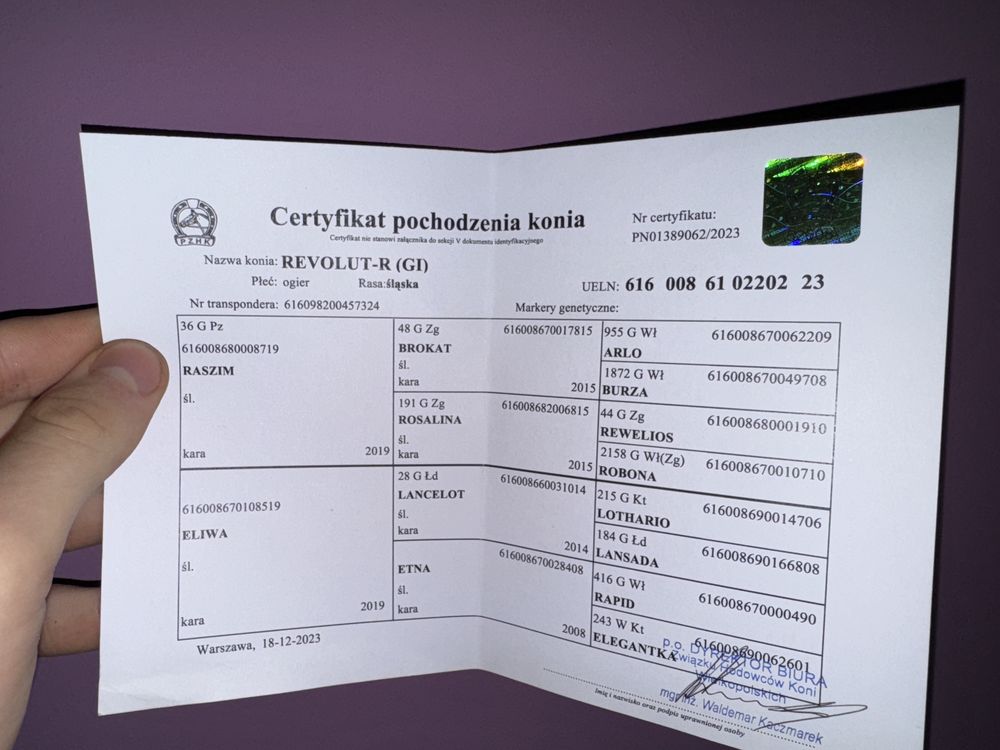 Koń kary slązak wałach 2 letni