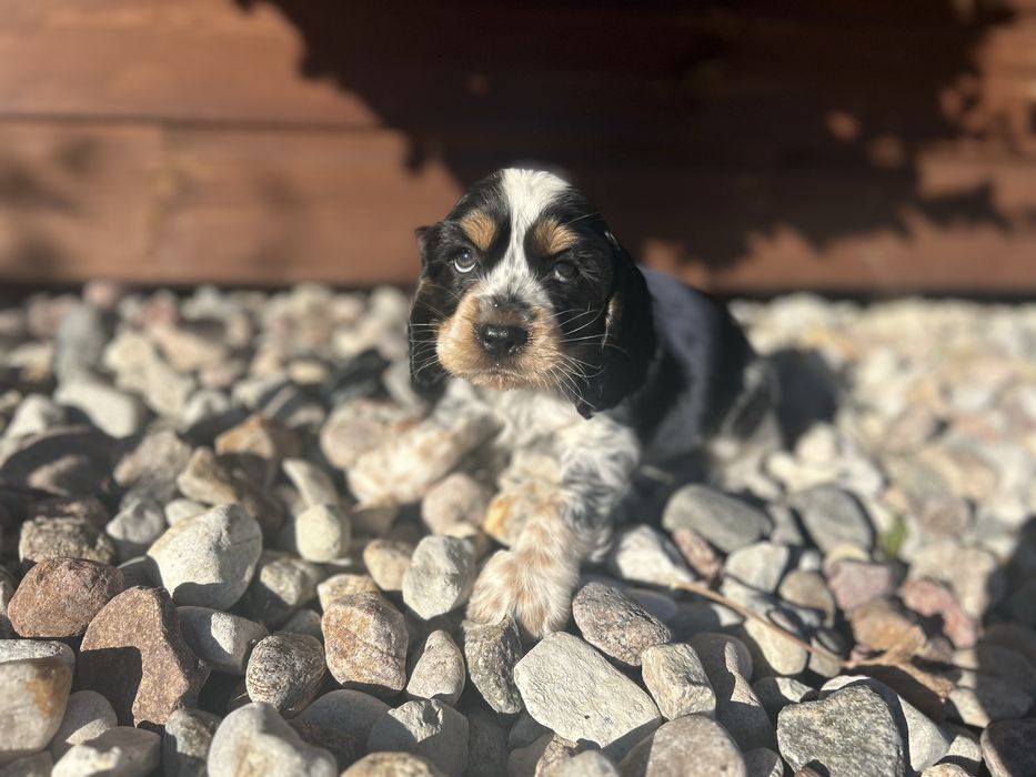 Cocker spaniel angielski  piesek