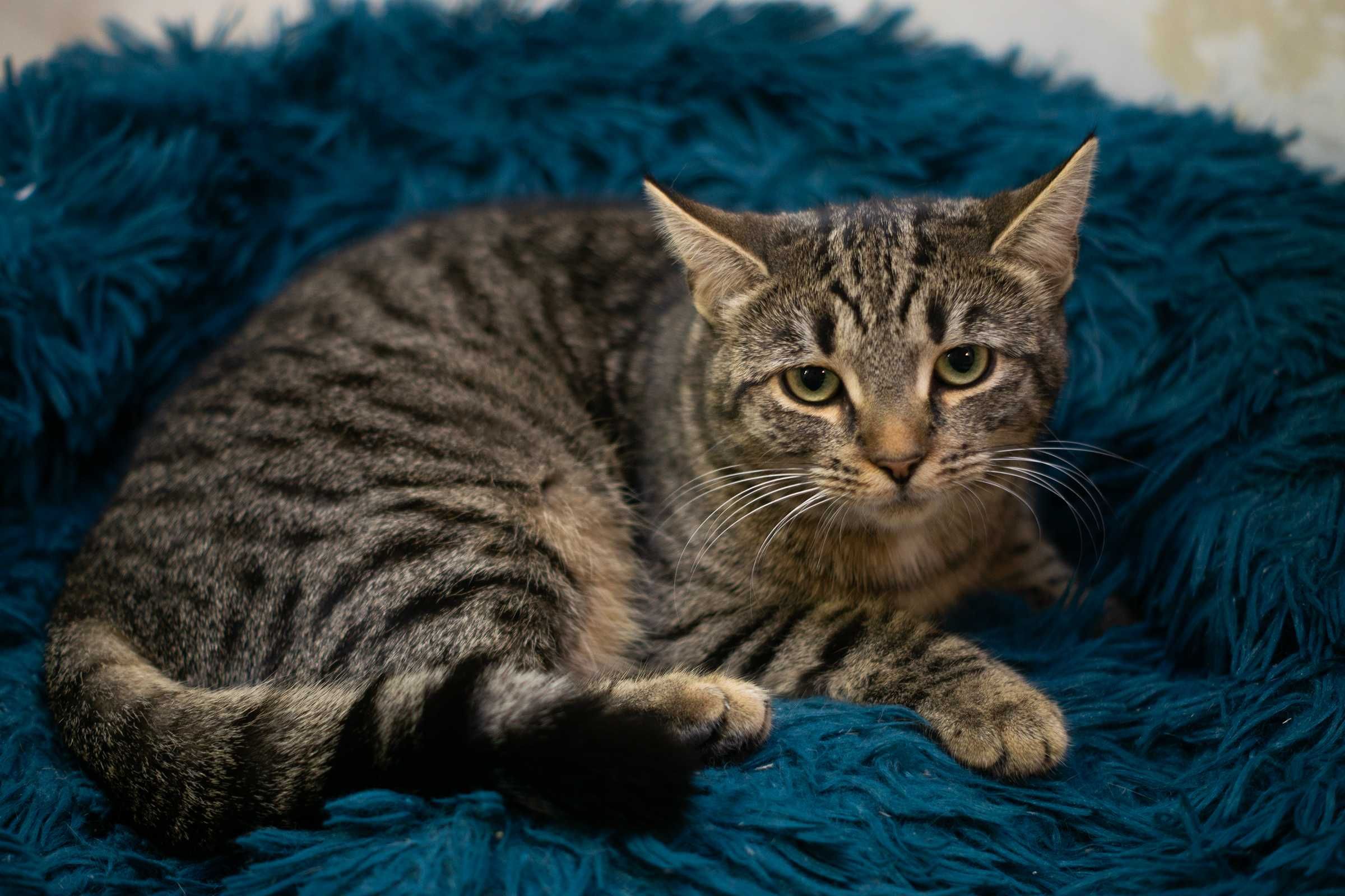 Kiara - kotka do adopcji
