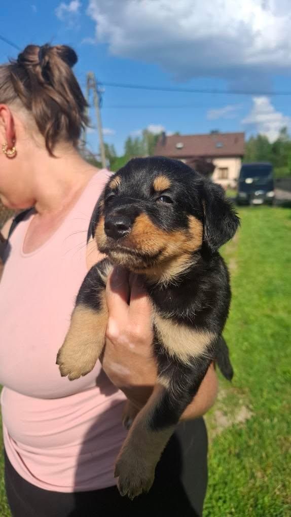 Oddam w dobre ręce