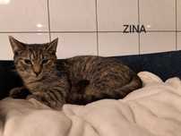 Zita i Zina - całe kocie życie w schronisku