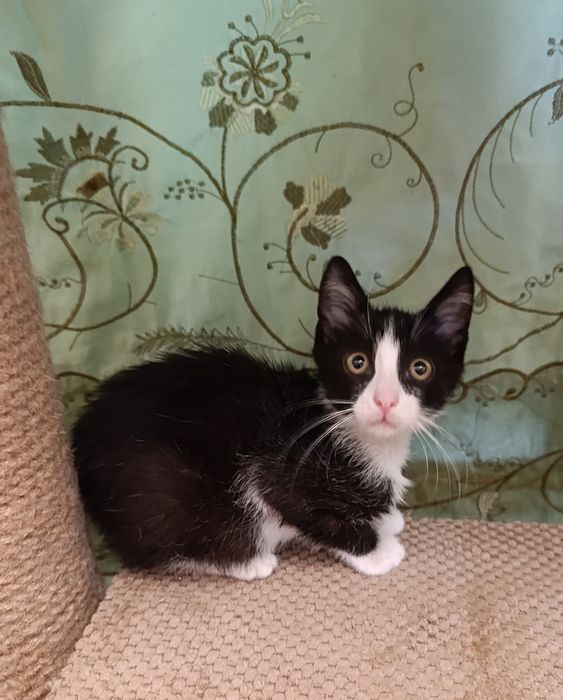 Отдам котёнка-мальчика