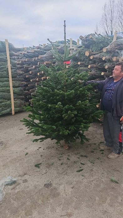 Ялиця Ялинка Норман .