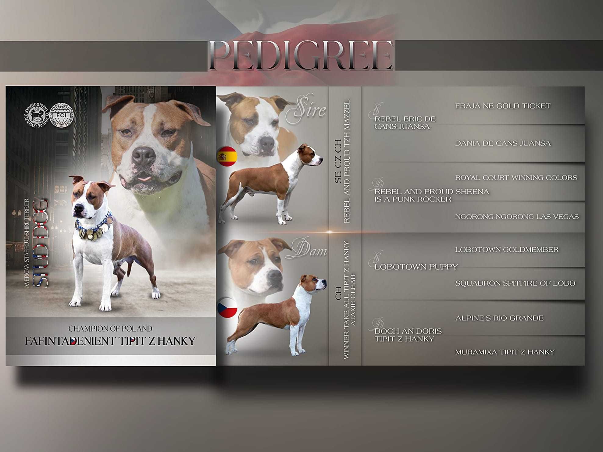 Amstaff szczeniak z rodowodem FCI ,po Open Inter Championie