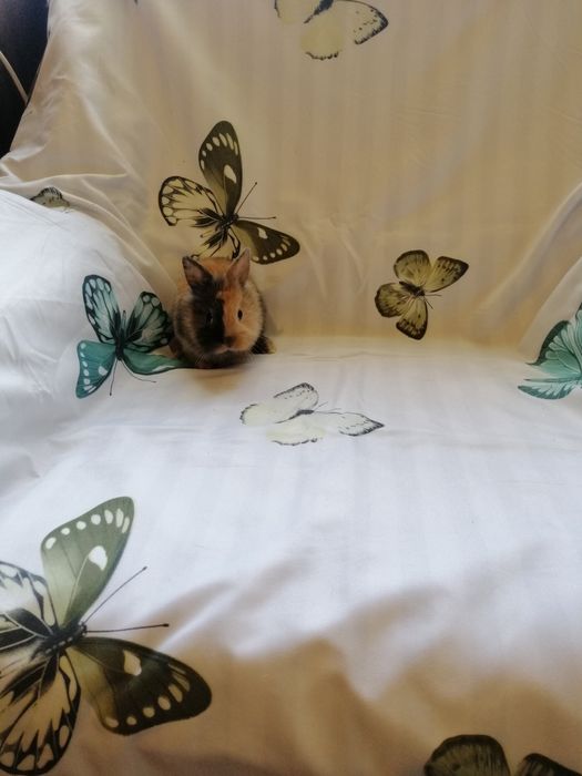 Króliczki karzełki Teddy