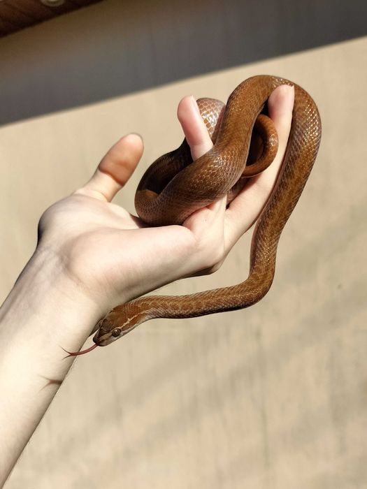 Wąż mahoniowy samiec dorosły