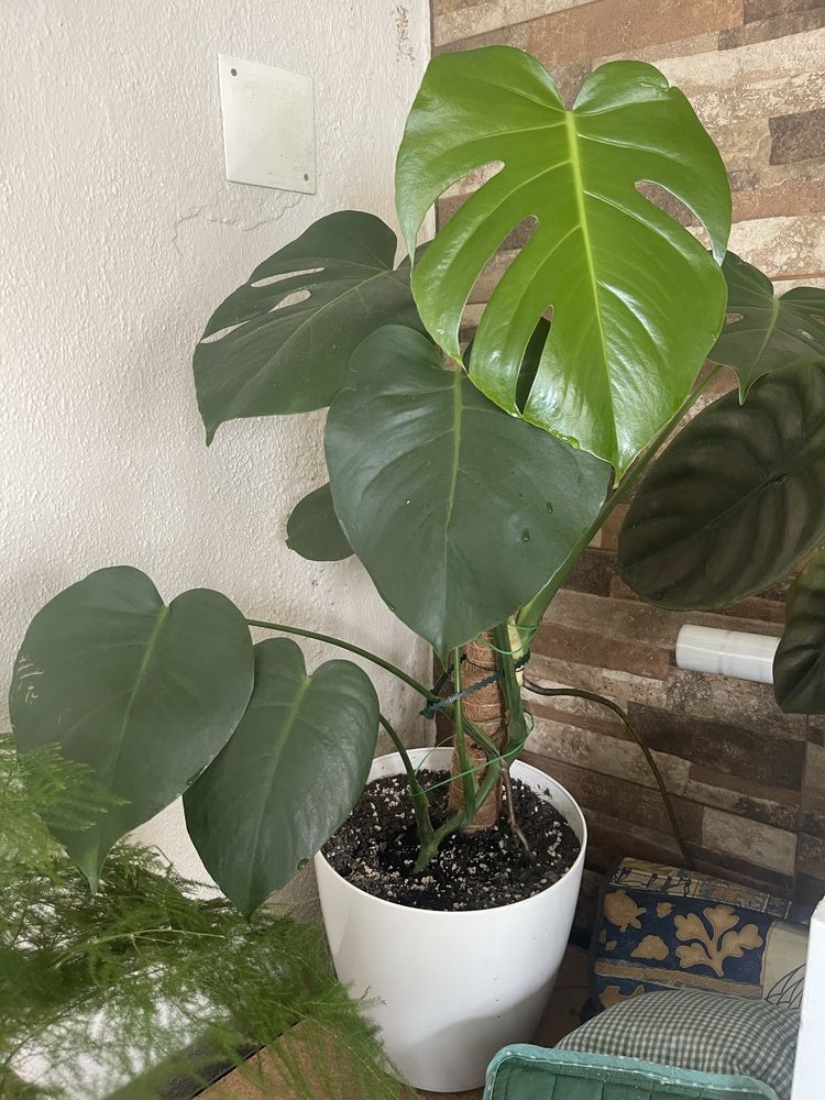 Costela de Adão / Monstera