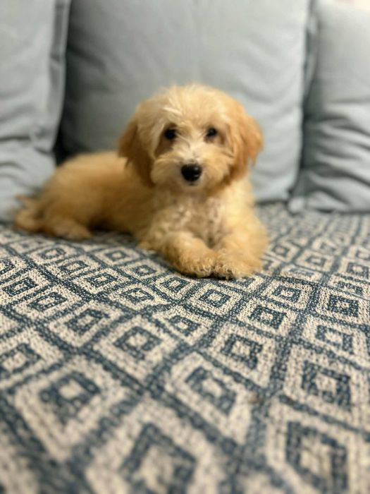 Chlopiec Maltipoo RED szuka rodziców Maltańczyk & Pudel Toy