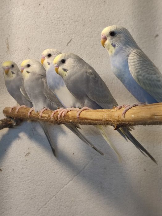 Asas negras opalinos verdes azuis clássicos