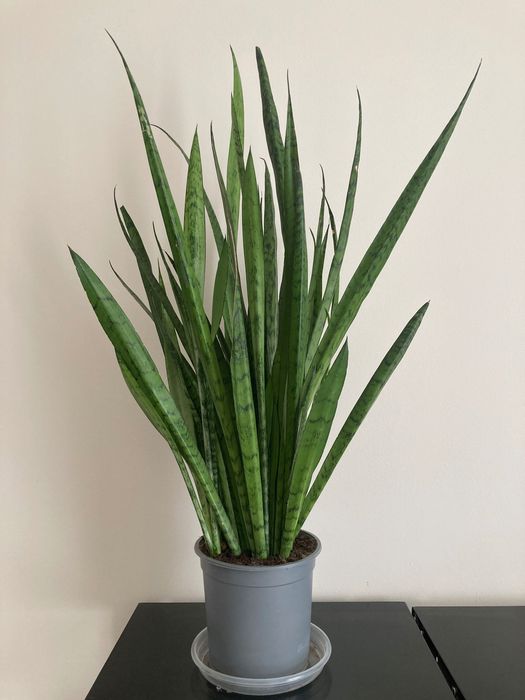 Planta - Espada de São Jorge grande (95cm)