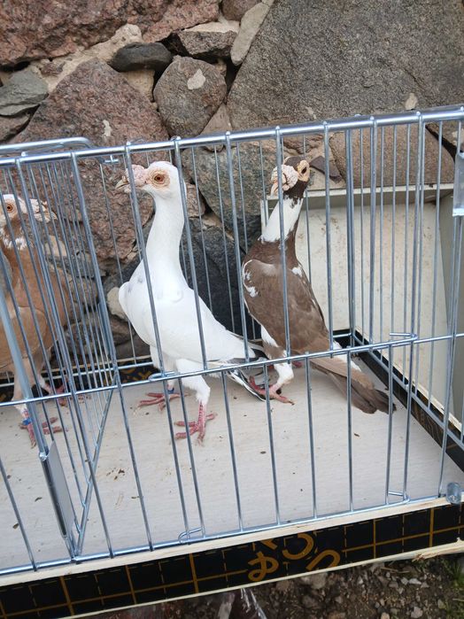 Gołębie kariery likwiadacja rasy