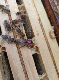 Matki pszczele przezimowane