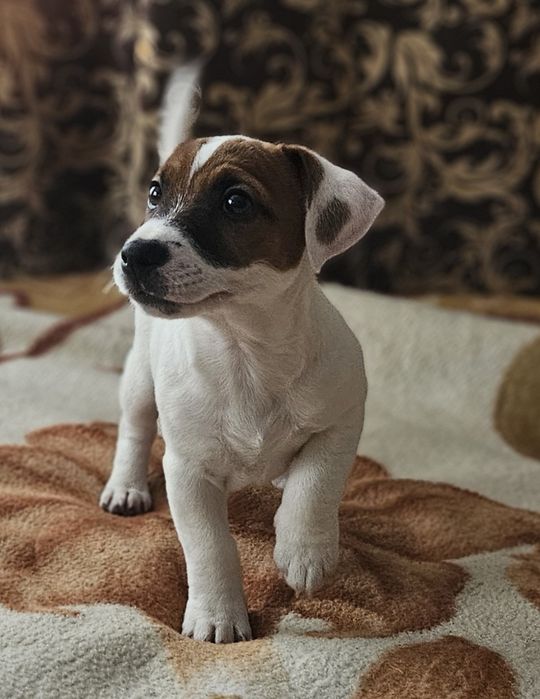 Suczka jack russell ZKwP FCI