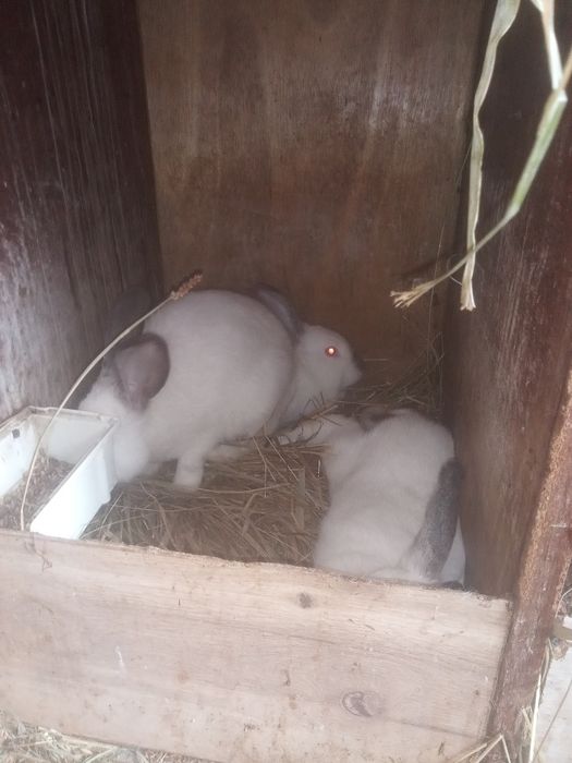 Kròliki rużne rasy