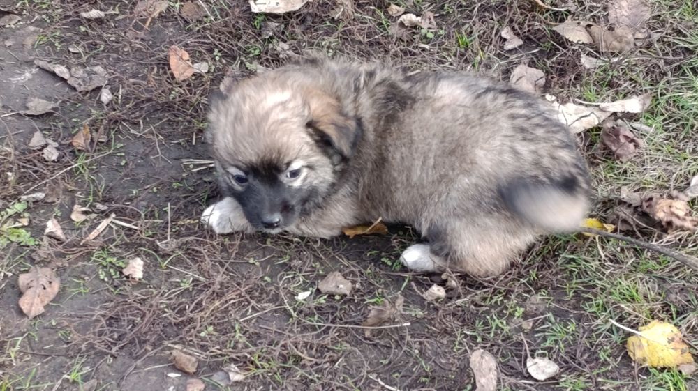 Віддам цуценят у добрі руки