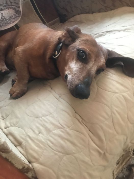 Такса, хлопчик для в'язки, в обмін на цуцека