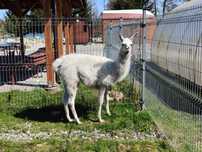 Lama, piękny śnieżnobiały samczyk 8-mies., oswojony