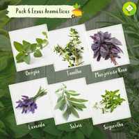 Pack de 6 pacotes de sementes - Ervas Aromáticas