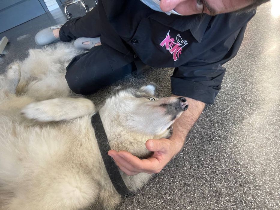 Ваш Грумер | Стрижка собак | Догляд за собаками