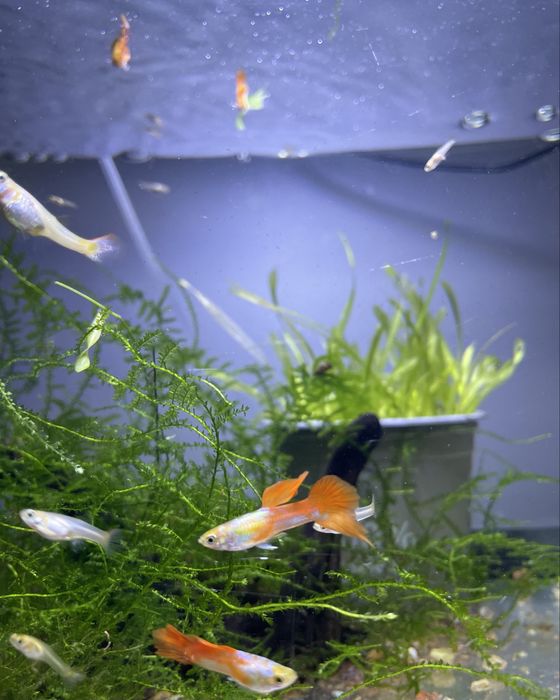 Gupik , gupiki red blonde