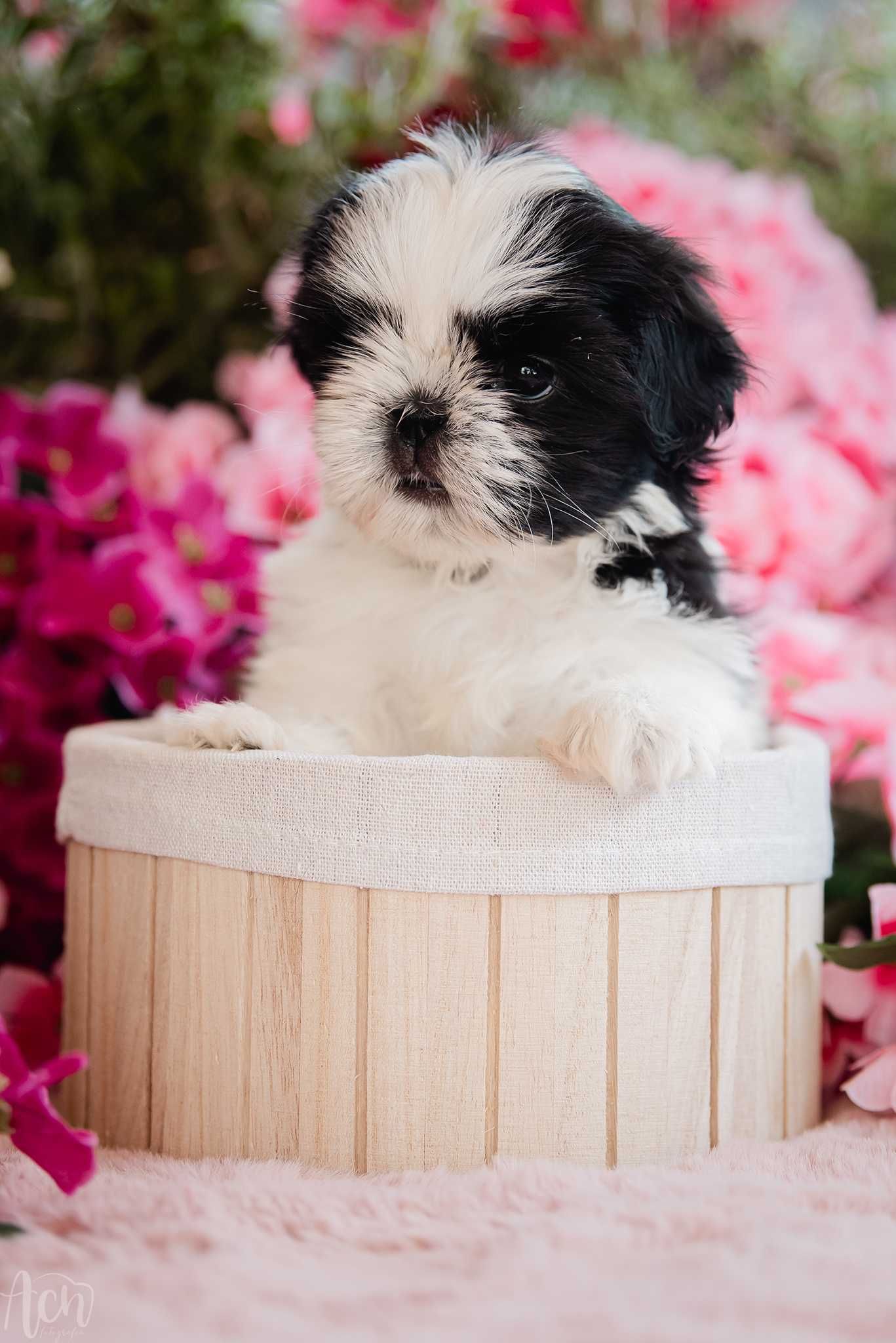 suczka shih tzu FCI ZKwP z ubezpieczeniem