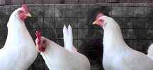 Kury NIOSKI Rossa messa leghorn i inne ! Dowóz gratis !
