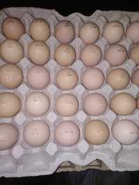 Инкубационое Яйцо Чехия Коб500, Рос708
