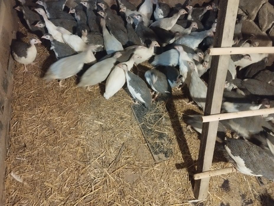 В наявності є цесаркі .