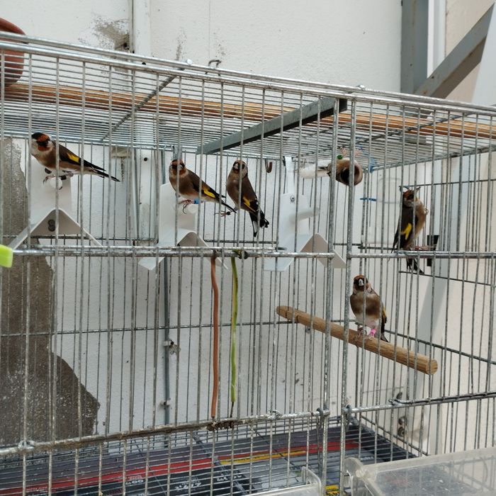Voadeiras para canários, 1 x 40 x30