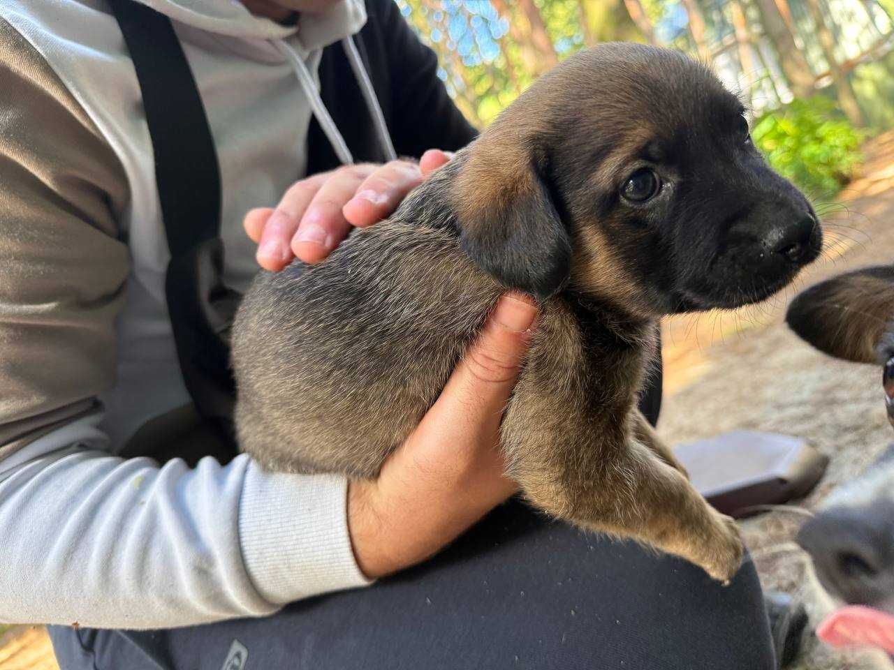 Врятуйте щенят, заберіть у дім