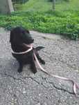 Pet sitter/ dog Walker