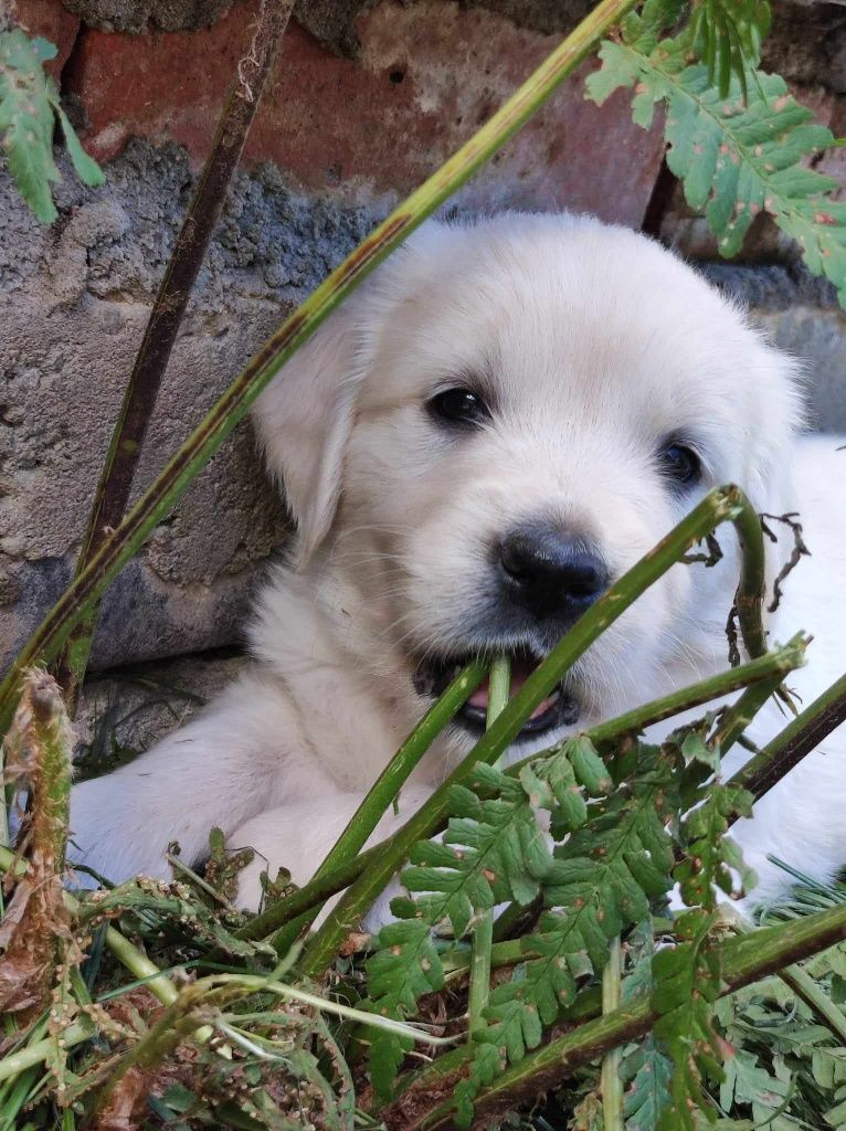 Golden retriever ZKwP