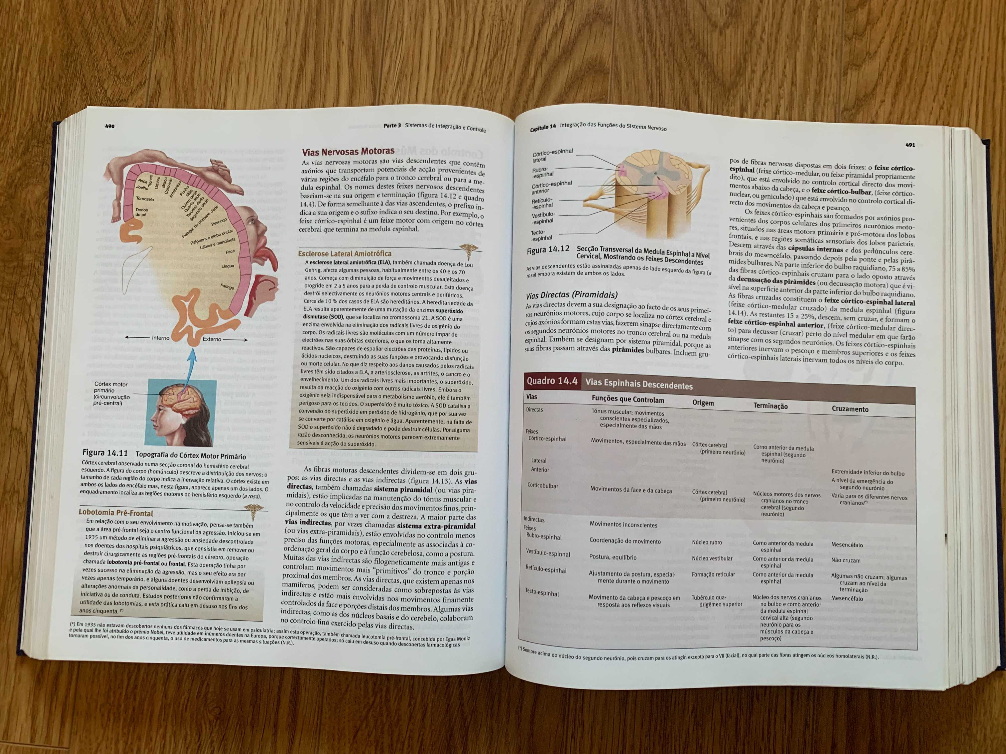 Anatomia & Fisiologia + Guia de Estudo (6ª Edição)