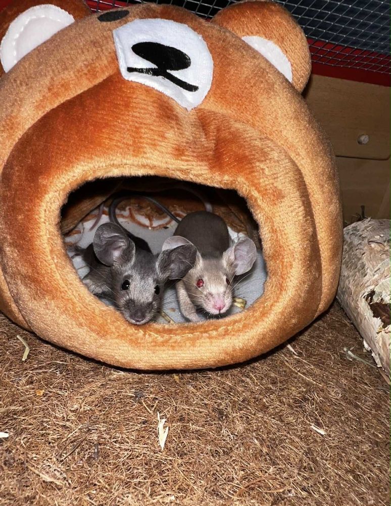Klatka z myszkami rasowymi