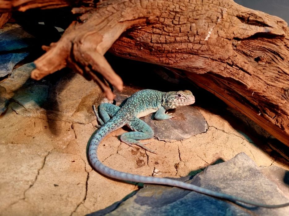 Crotaphytus collaris – Legwan obrożny