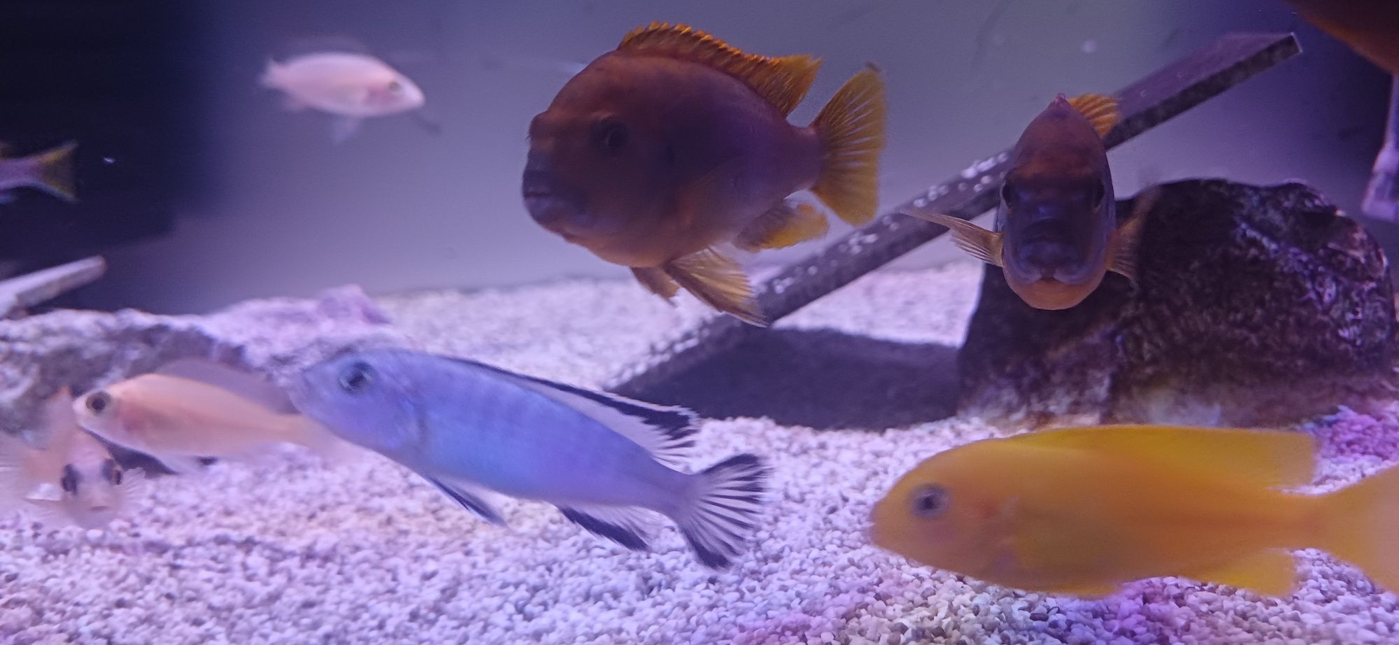 samice Pyszczaka  Pseudotropheus socolofi Pyszczak niebieski