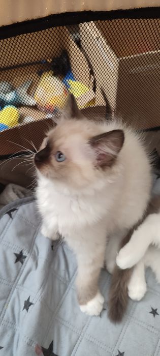 Ragdoll  koteczek seal mitted  rodowód międzynarodowy TICA