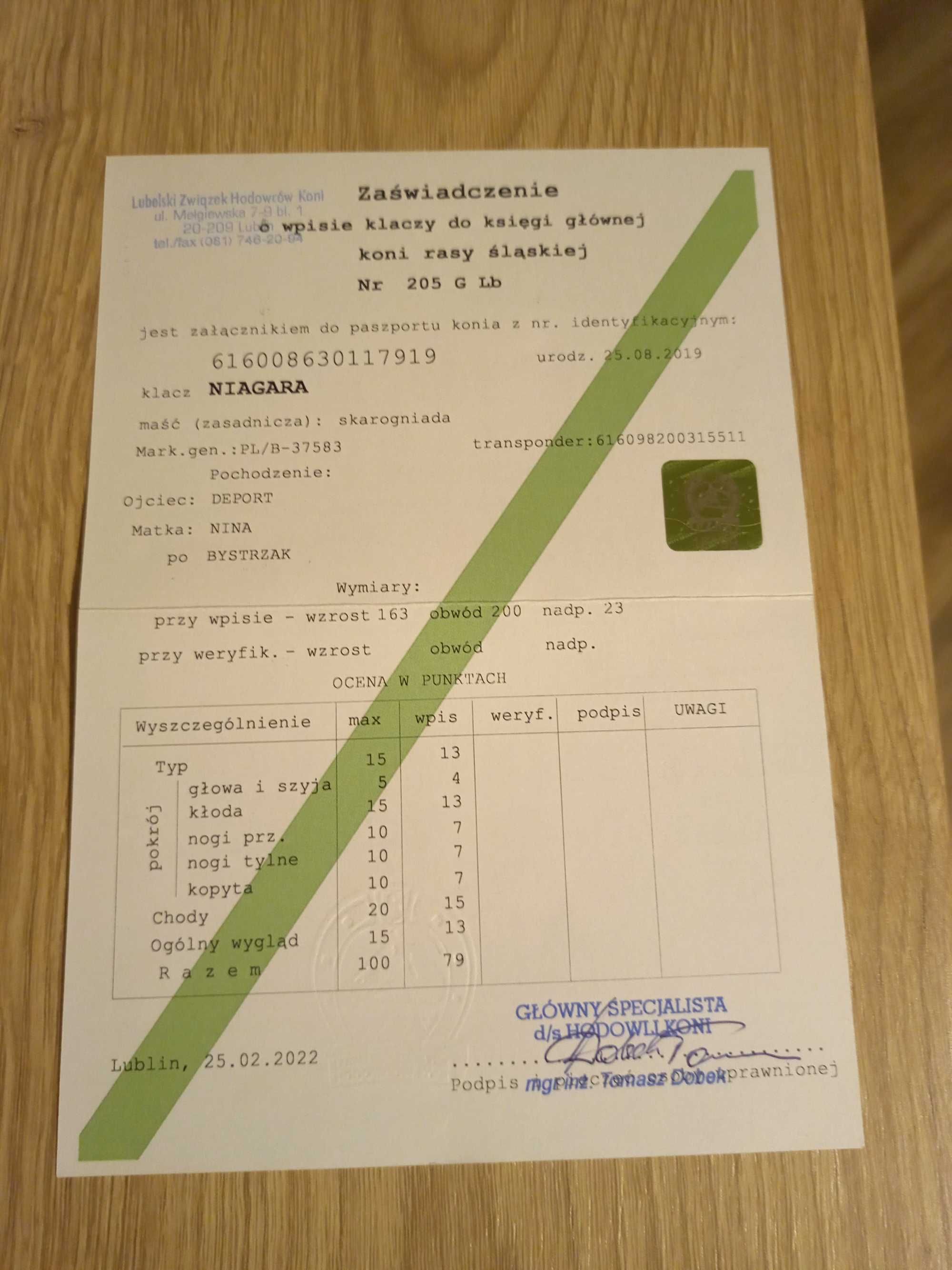 Klacz śląska z licencją