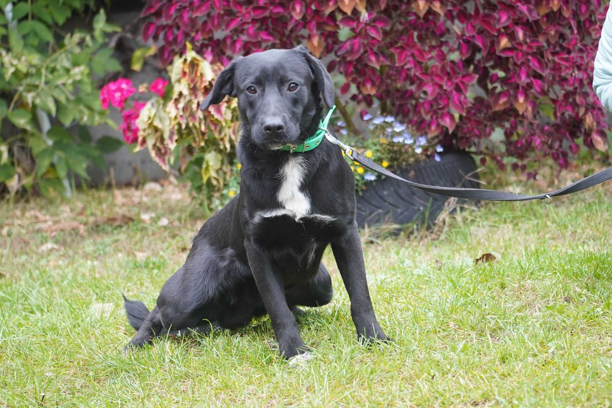 Tolek - piękny szczeniak w typie labrador
